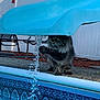 cat, water, pool, slide, outdoor, pet, animal, curious, fence, chair, backyard, daylight, playing, paw, flowing_water, blue, fur, pet_animal, sitting, leisure