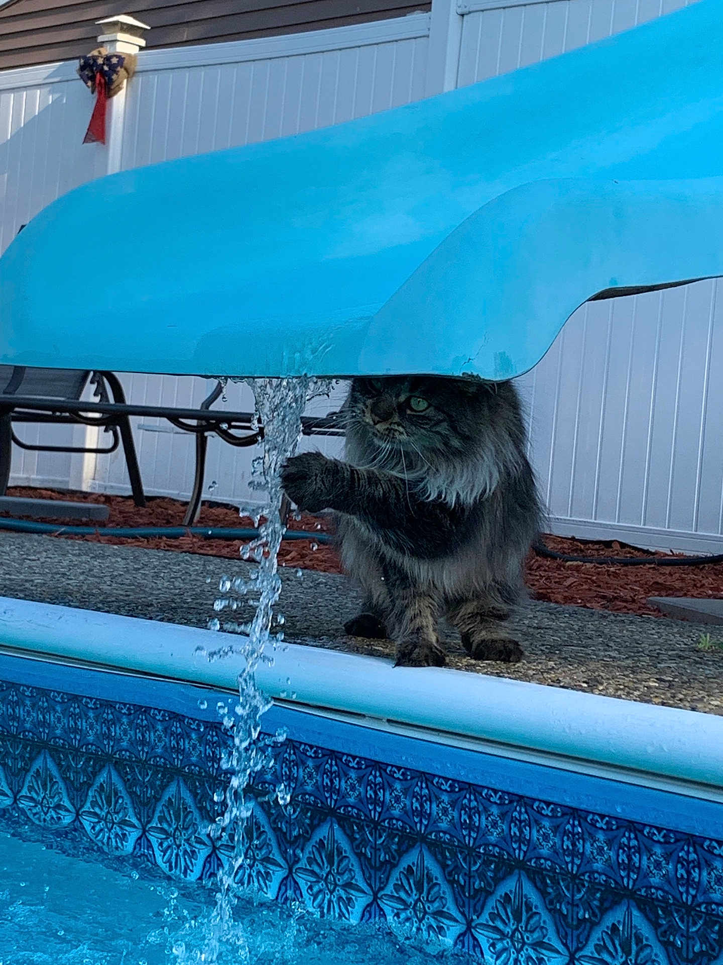 Gizmo joined the competition — help win amazing prizes! cat, water, pool, slide, outdoor, pet, animal, curious, fence, chair, backyard, daylight, playing, paw, flowing_water, blue, fur, pet_animal, sitting, leisure