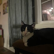Maverick is registered to the contest to win money with this photo: cat, black_and_white, indoor, pet, feline, stool, curtains, window, cushion, domestic_animal, animal, resting, looking, fur, ears, whiskers, home, quiet, cozy, night