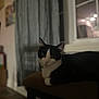 cat, black_and_white, indoor, pet, feline, stool, curtains, window, cushion, domestic_animal, animal, resting, looking, fur, ears, whiskers, home, quiet, cozy, night