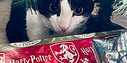 Maverick is registered to the contest to win money with this photo: cat, tuxedo_cat, christmas_tree, christmas_lights, holiday, gift_wrap, harry_potter, gryffindor, slytherin, silver_bow, festive, curious, indoor, closeup, black_and_white_cat, decorations, holiday_season, tree_branches, pink_nose, wide_eyes