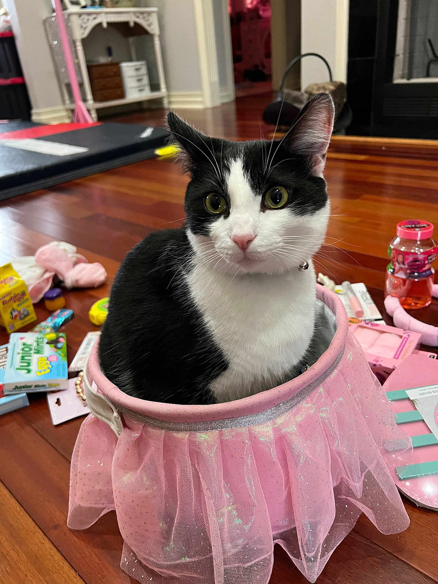 Maverick joined the competition — help win amazing prizes! cat, black_and_white, pink_tutu, floor, wooden_floor, toys, indoor, pet, curious, sitting, collar, playful, feline, domestic_cat, cute, whiskers, ears, eyes, nose, household