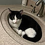 Maverick joined the competition — help win amazing prizes! cat, sink, bathroom, countertop, faucet, black_and_white, pet, animal, domestic_cat, curled_up, resting, indoor, fur, whiskers, pink_nose, ears, yellow_eyes, cozy, cute, curious