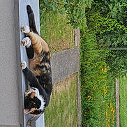 Cookie participe au concours pour gagner de l'argent avec cette photo : cat, calico_cat, outdoor, garden, greenery, grass, pathway, bench, relaxed, animal, pet, daylight, nature, leafy, fence, plants, resting, summer, calm, sunny