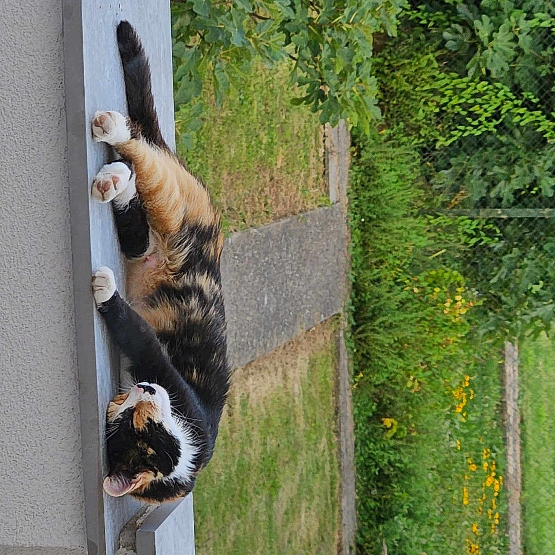 Cookie participe au concours pour gagner de l'argent avec cette photo : cat, calico_cat, outdoor, garden, greenery, grass, pathway, bench, relaxed, animal, pet, daylight, nature, leafy, fence, plants, resting, summer, calm, sunny