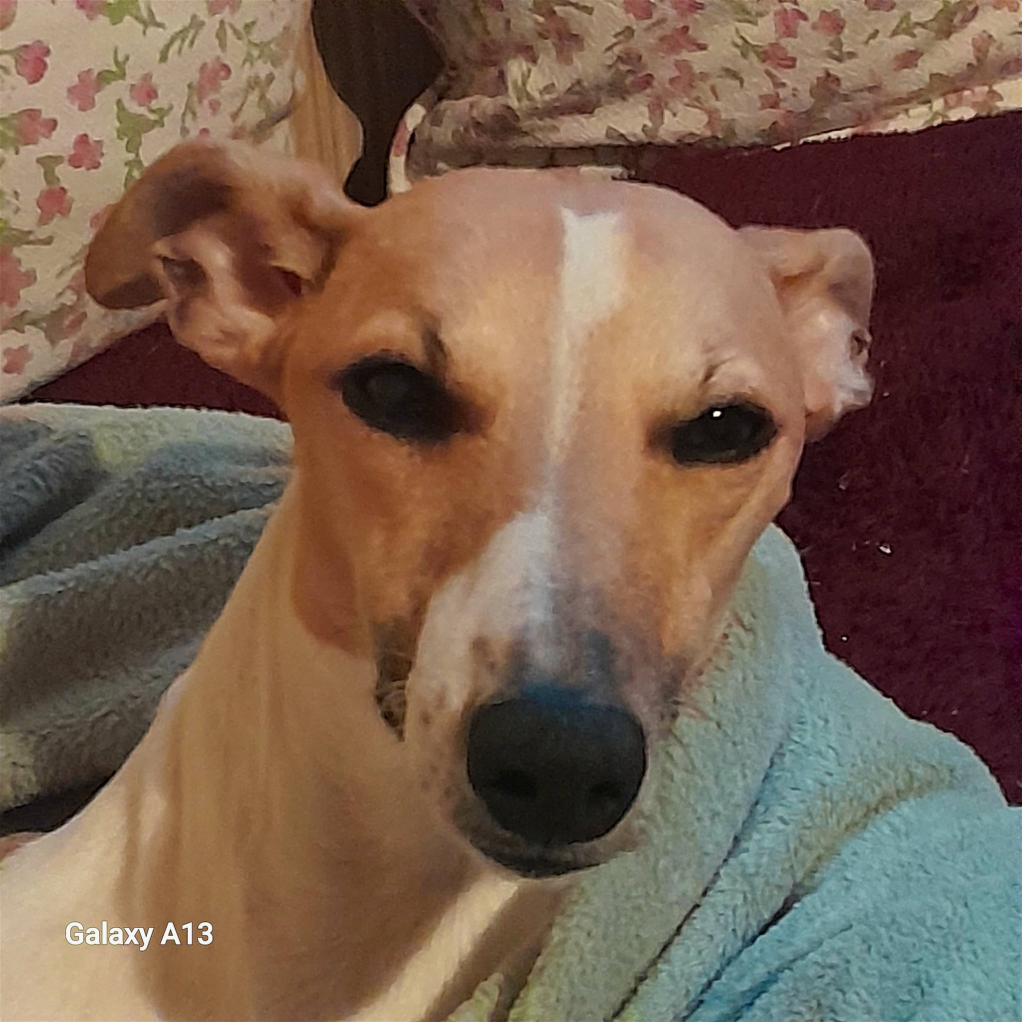 Taya a rejoint le concours — aidez-le/la à gagner de superbes lots ! ancient_dog_breeds, canidae, carnivore, collar, companion_dog, dog, dog_breed, dog_collar, dog_supply, fawn, fur, metal, non_sporting_group, pet_supply, snout, sporting_group, terrestrial_animal, whiskers, wood, working_animal