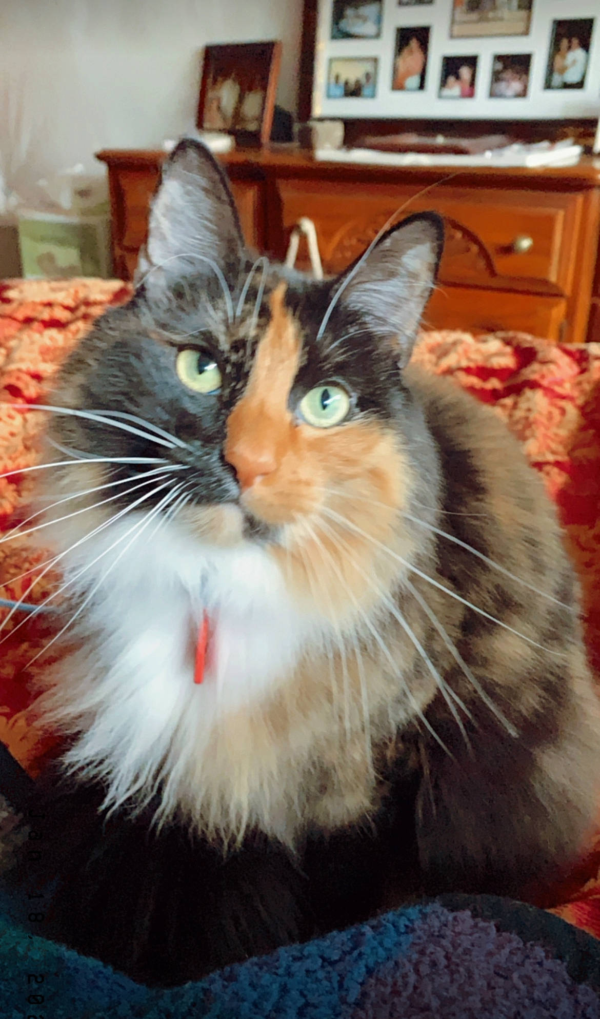 Gema is registered to the contest to win money with this photo: box, carnivore, cat, claw, domestic_short_haired_cat, drawer, felidae, fur, paw, picture_frame, plant, sitting, small_to_medium_sized_cats, snout, tail, whiskers, window