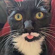 Moustache participe au concours pour gagner de l'argent avec cette photo : black_and_white, cat, close_up, closeup_face, couch, cozy, curious, cute, ears, fur, indoor, muzzle, nose, pet, portrait, red_blanket, tongue_out, tuxedo_cat, whiskers, yellow_eyes