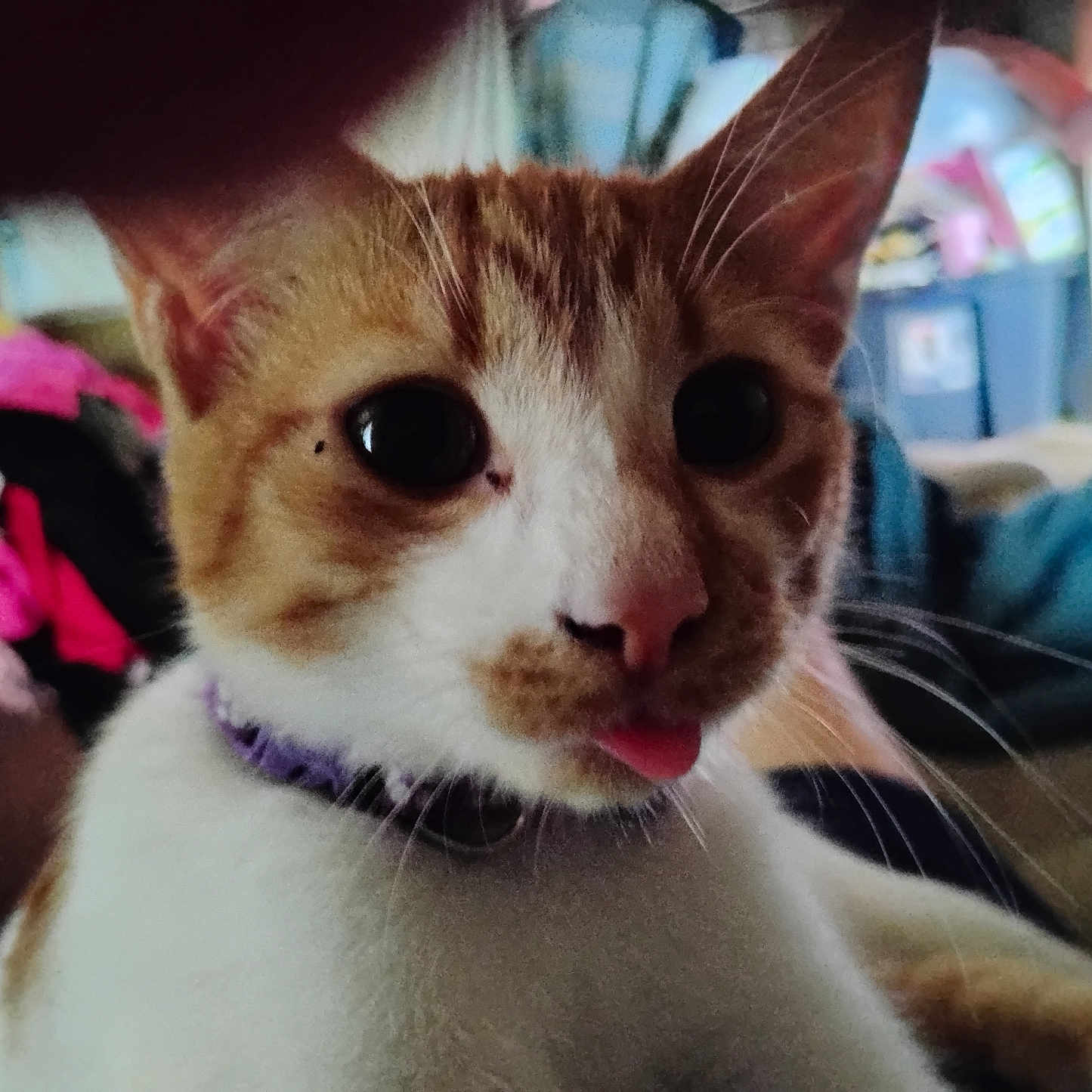 Milo joined the competition — help win amazing prizes! animal, cat, close_up, collar, curious, cute, domestic_cat, ears, eyes, face, feline, fur, indoor, nose, orange_cat, pet, playful, tongue_out, whiskers, white_cat