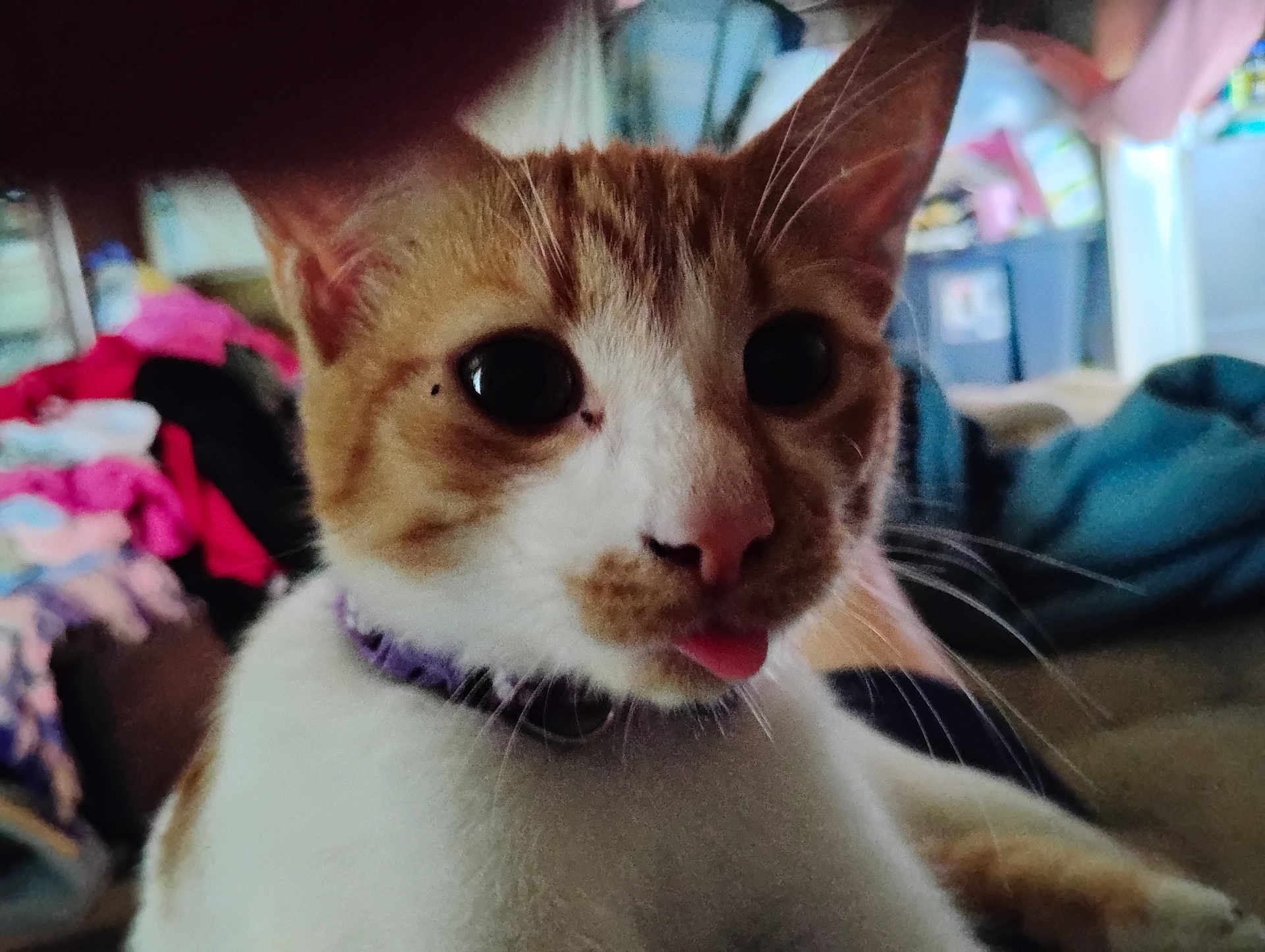 Milo joined the competition — help win amazing prizes! cat, orange_cat, white_cat, close_up, pet, tongue_out, whiskers, playful, curious, indoor, collar, feline, cute, animal, domestic_cat, face, ears, fur, eyes, nose