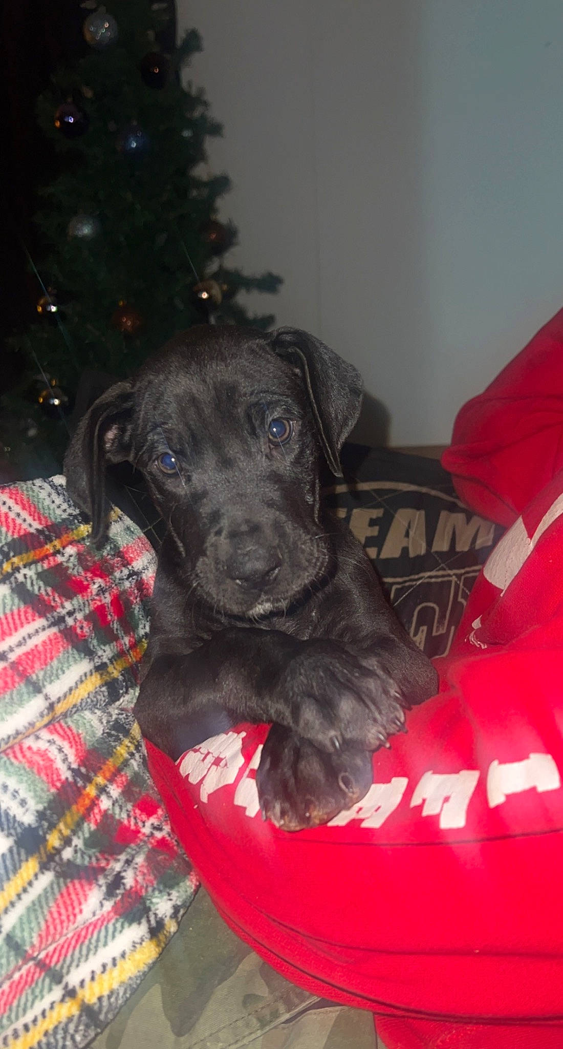 Chole joined the competition — help win amazing prizes! borador, canidae, carnivore, christmas_tree, comfort, companion_dog, dog, dog_breed, dog_supply, event, fawn, fur, gun_dog, holiday, liver, pattern, plaid, snout, tartan, working_animal