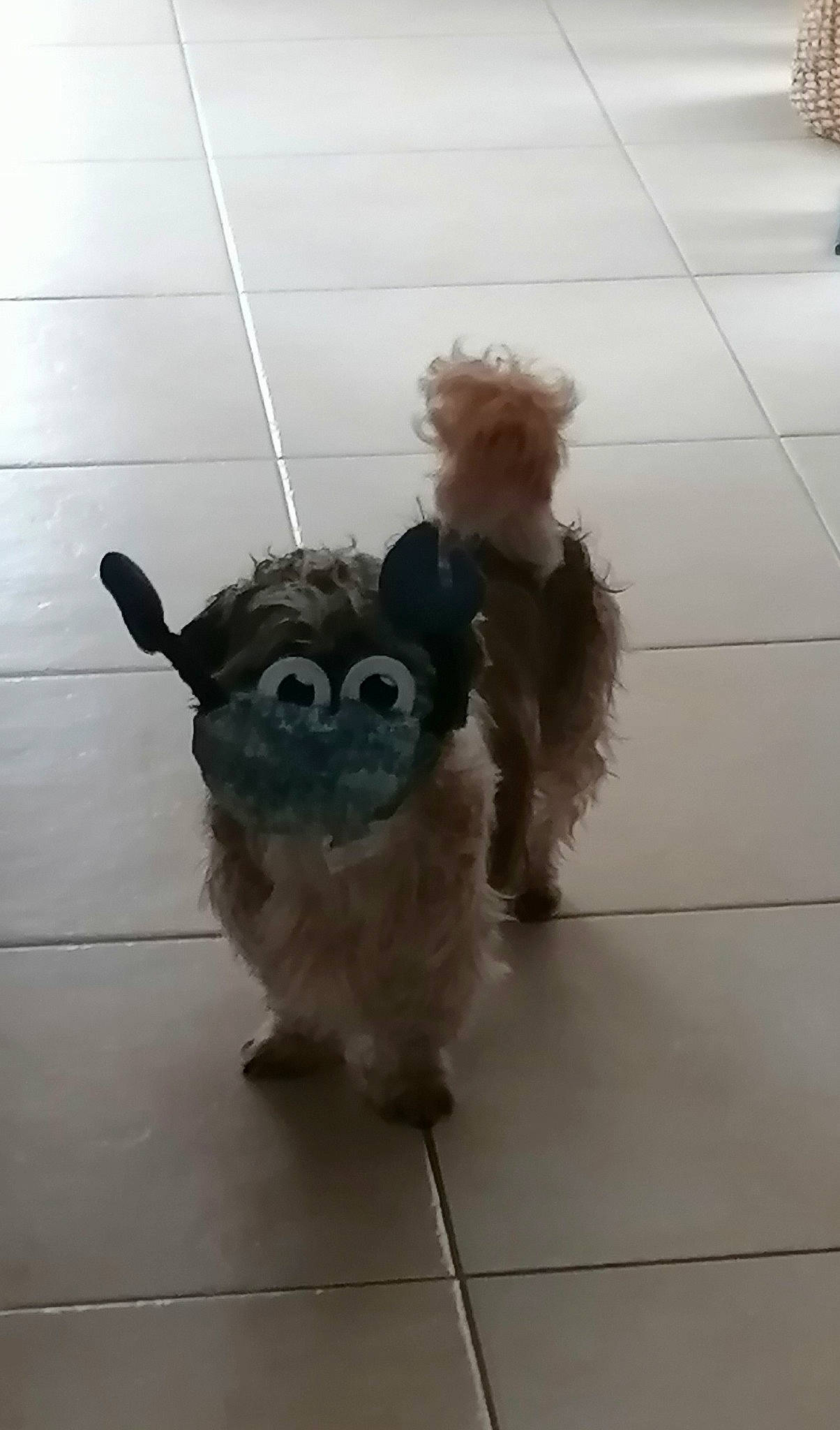 Little a rejoint le concours — aidez-le/la à gagner de superbes lots ! canidae, companion_dog, costume, dog_breed, fawn, flooring, fur, happy, mascot, non_sporting_group, plush, stuffed_toy, tail, teddy_bear, toy, toy_dog, whiskers