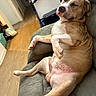 Rocky is registered to the contest to win money with this photo: animal, brown, canine, comfort, couch, dog, domestic_animal, ear, fur, indoor, living_room, nose, paw, pet, relaxed, resting, sleepy, snout, walker, white