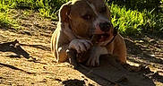 Rocky joined the competition — help win amazing prizes! animal, brown, canine, chewing, daylight, dirt, dog, ears, grass, leafy, nature, outdoor, pet, playful, relaxing, shadow, snout, stick, sunlight, white