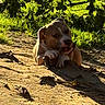 animal, brown, canine, chewing, daylight, dirt, dog, ears, grass, leafy, nature, outdoor, pet, playful, relaxing, shadow, snout, stick, sunlight, white