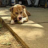Rocky is registered to the contest to win money with this photo: casual_clothing, chair, chewing, cigarette, concrete, daytime, dirt, dog, folding_chair, grass, leash, outdoor, person, pet, phone, propane_tank, relaxing, shadow, sidewalk, sunlight