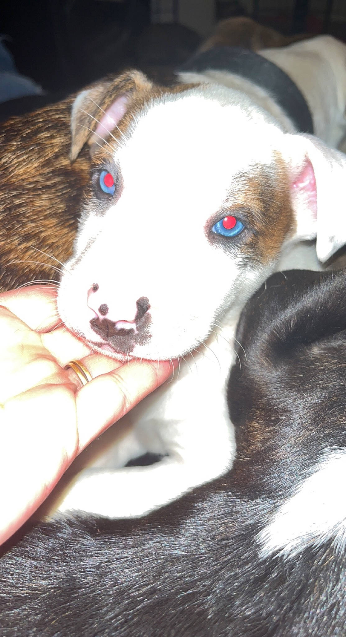 Dutton is registered to the contest to win money with this photo: ancient_dog_breeds, canidae, carnivore, collar, companion_dog, dog, dog_breed, dog_collar, eyelash, fawn, fur, non_sporting_group, puppy, sporting_group, street_dog, whiskers, working_animal, working_dog