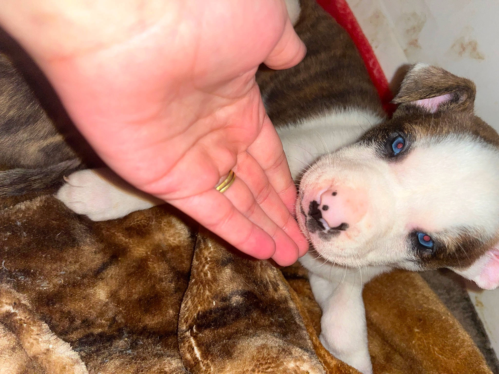 Dutton joined the competition — help win amazing prizes! ball, canidae, carnivore, companion_dog, dog, dog_breed, fawn, finger, fur, nail, paw, puppy, puppy_love, snout, soil, sporting_group, street_dog, terrestrial_animal, whiskers, working_animal