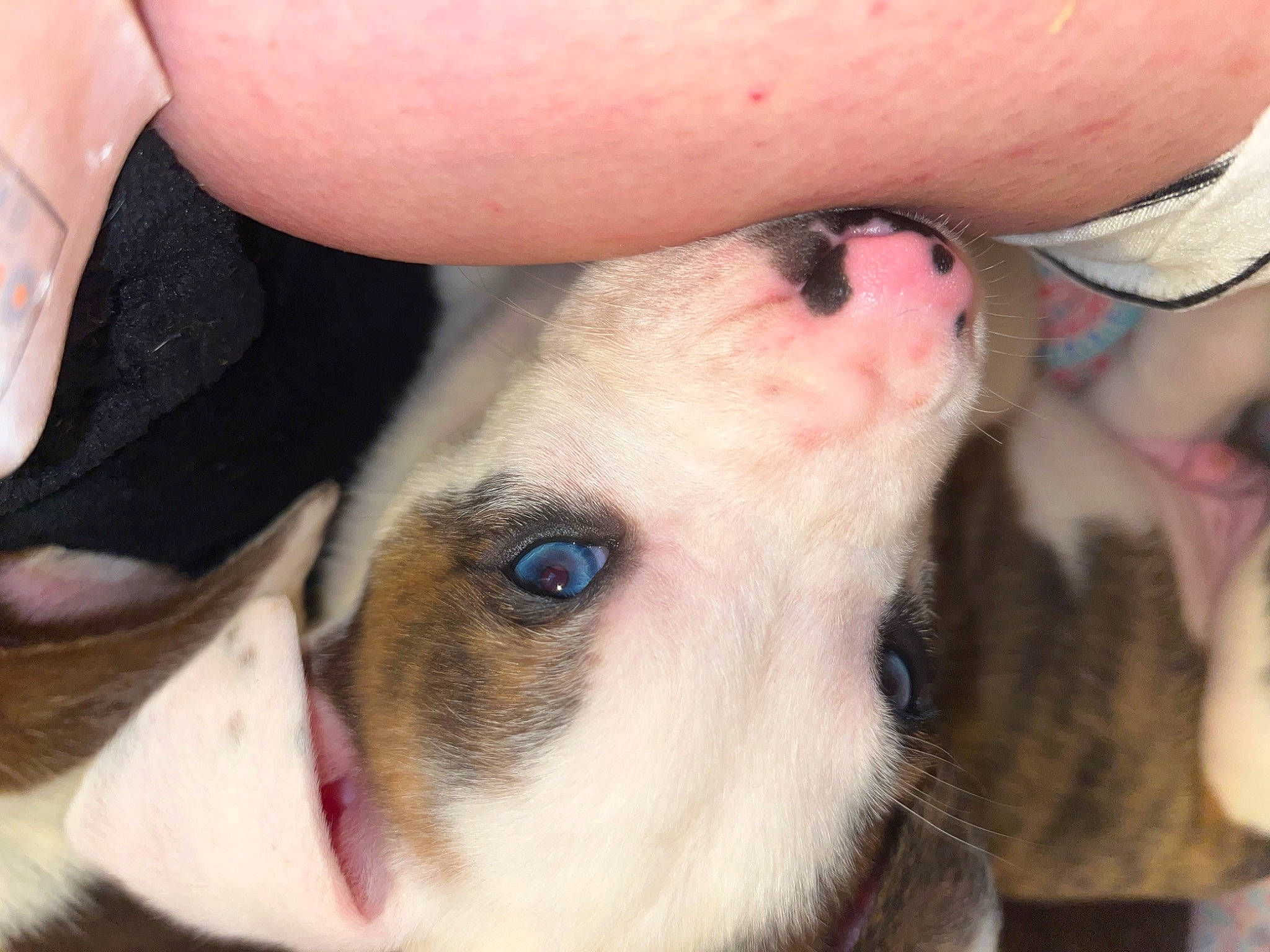 Dutton joined the competition — help win amazing prizes! canidae, carnivore, companion_dog, dog, dog_breed, ear, fawn, finger, flesh, fur, jaw, nail, non_sporting_group, nose, snout, sporting_group, terrestrial_animal, thumb, whiskers, working_animal