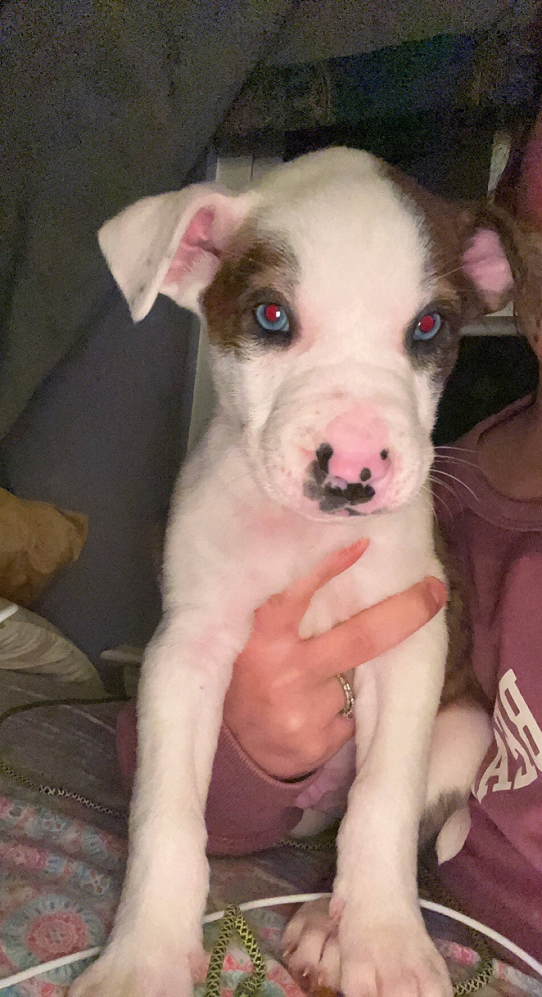 Dutton joined the competition — help win amazing prizes! canidae, carnivore, comfort, companion_dog, dog, dog_breed, ear, fawn, flesh, fur, non_sporting_group, sporting_group, terrestrial_animal, whiskers, working_animal