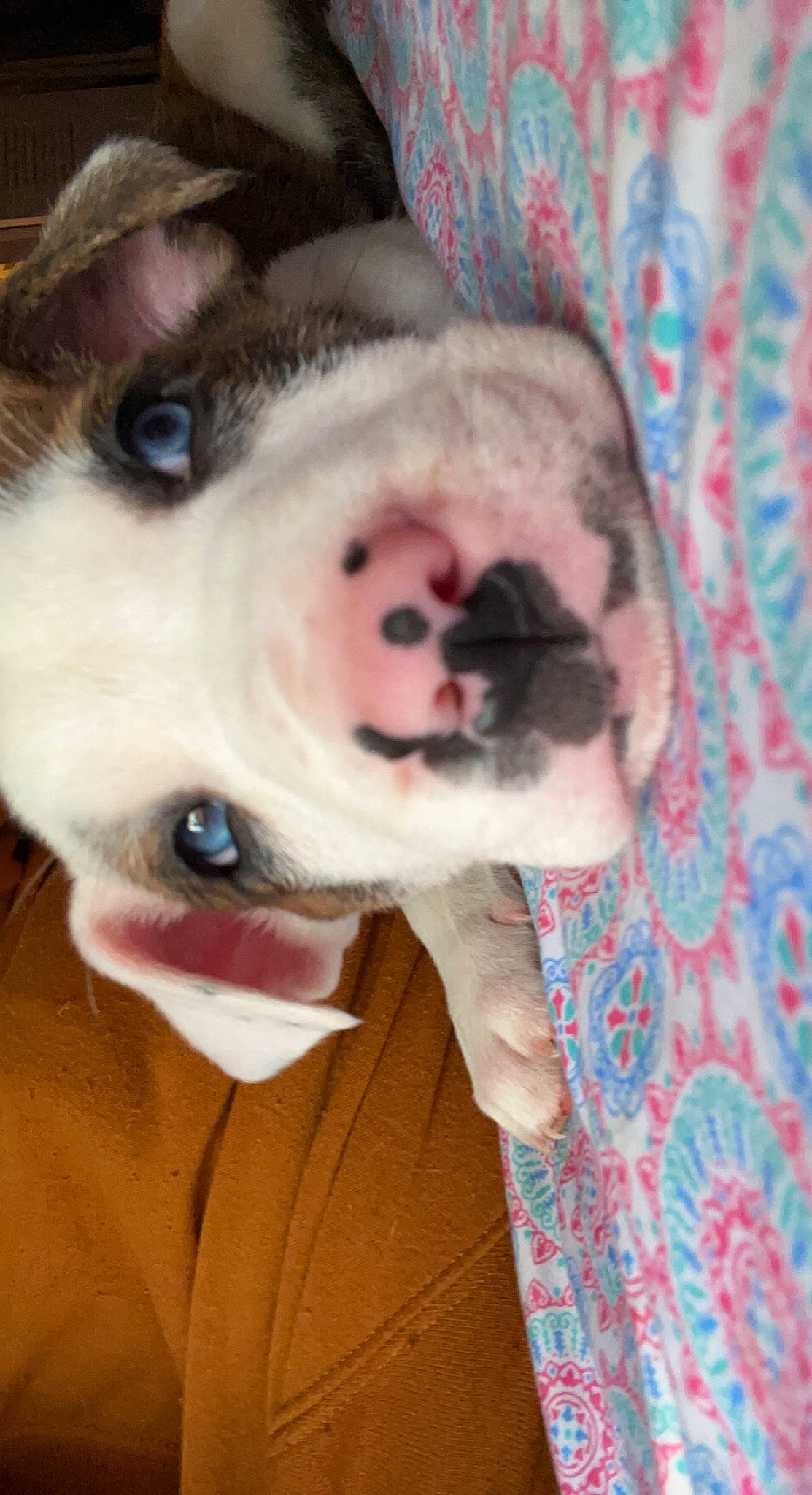 Dutton joined the competition — help win amazing prizes! canidae, carnivore, companion_dog, dog, dog_breed, ear, fawn, fur, jaw, non_sporting_group, pattern, paw, selfie, snout, sporting_group, whiskers, working_animal