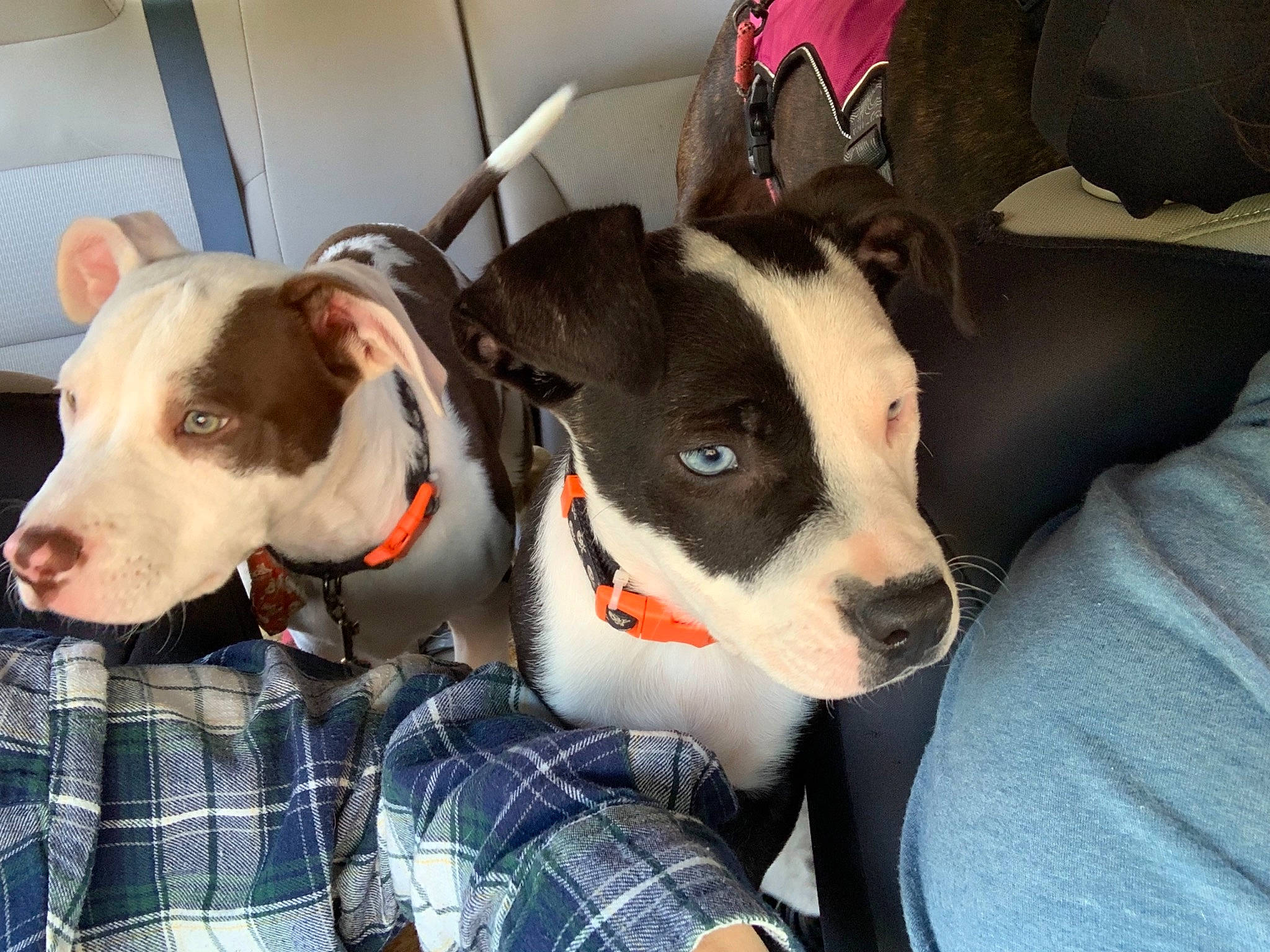 Kahlua Grace joined the competition — help win amazing prizes! box, canidae, carnivore, collar, comfort, companion_dog, dog, dog_breed, dog_collar, dog_supply, fawn, pattern, pet_supply, plaid, shipping_box, snout, sporting_group, tartan, whiskers, working_animal