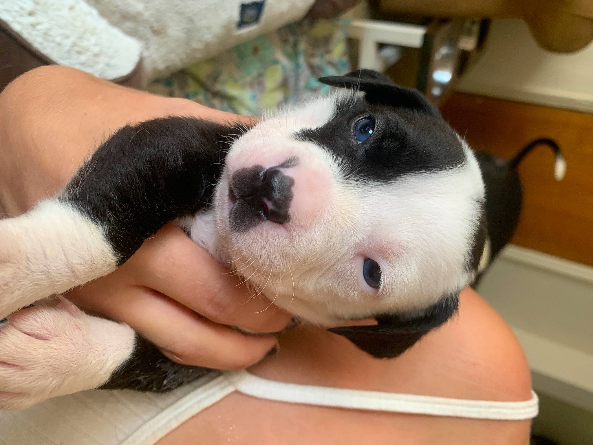 Kahlua Grace is registered to the contest to win money with this photo: canidae, carnivore, comfort, companion_dog, dog, dog_breed, eye, fawn, fur, head, human_leg, knee, nail, paw, puppy_love, snout, sporting_group, thigh, whiskers, working_animal