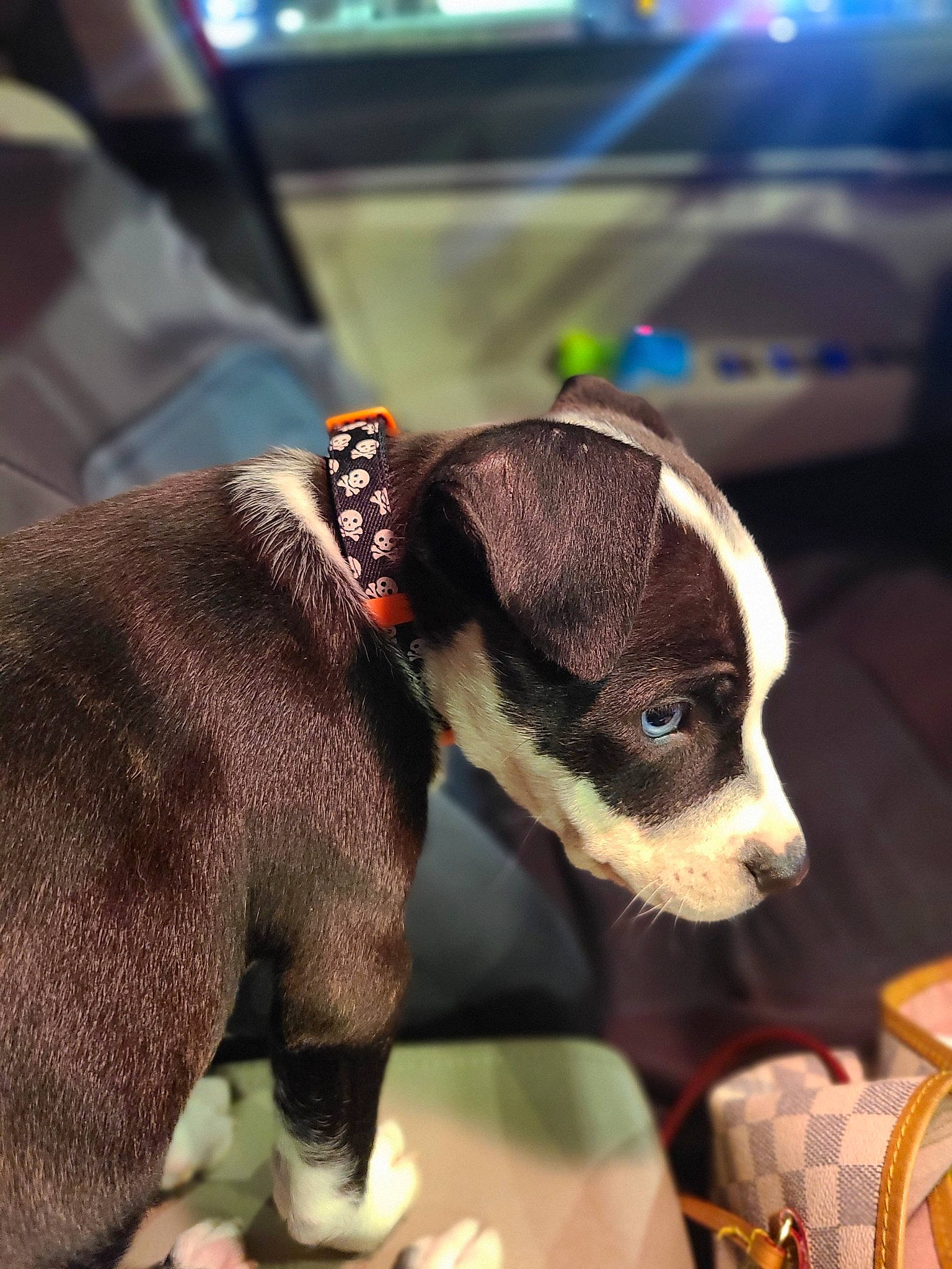 Kahlua Grace joined the competition — help win amazing prizes! canidae, carnivore, collar, comfort, companion_dog, dog, dog_breed, dog_collar, dog_supply, ear, fawn, fur, leash, pet_supply, snout, sporting_group, terrestrial_animal, toy_dog, whiskers, working_animal