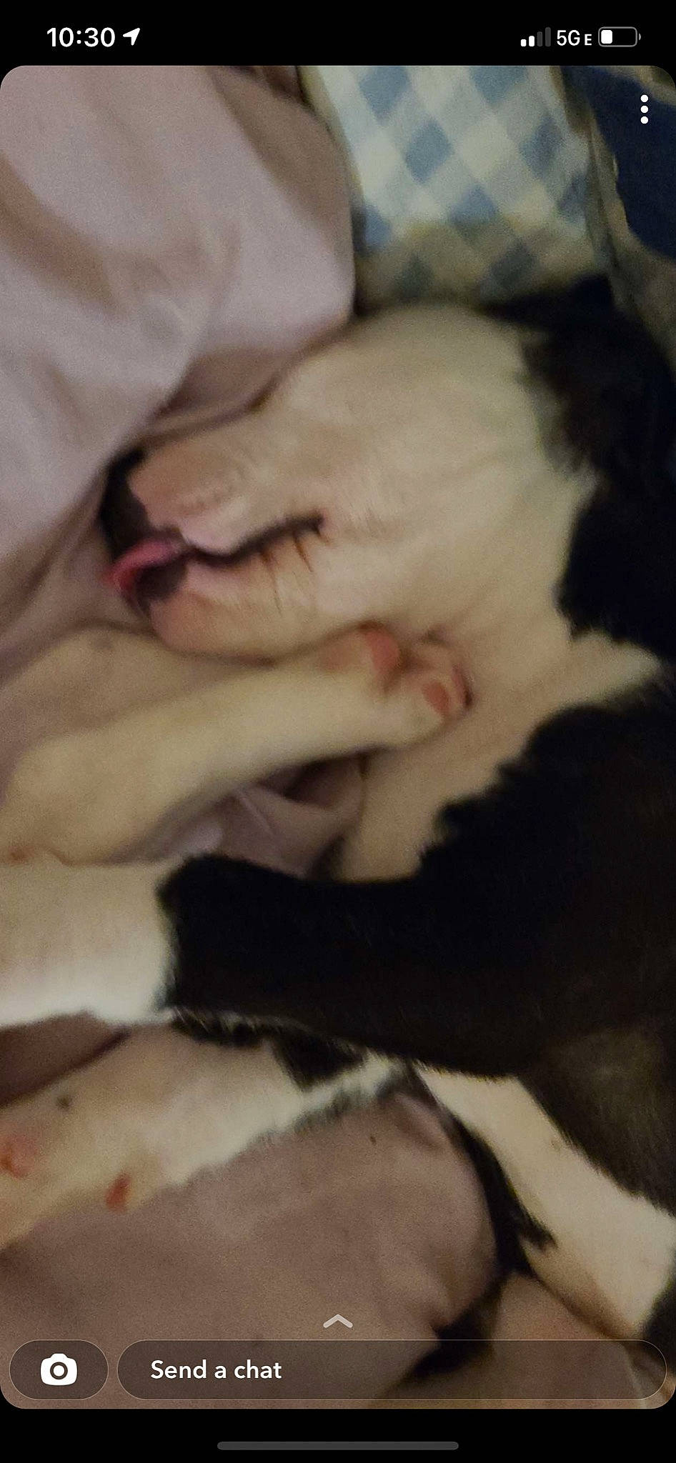 Kahlua Grace joined the competition — help win amazing prizes! canidae, carnivore, cat, claw, comfort, dog_breed, duvet, fawn, felidae, fur, gesture, linens, nail, nap, paw, sleep, small_to_medium_sized_cats, snout, sporting_group, whiskers