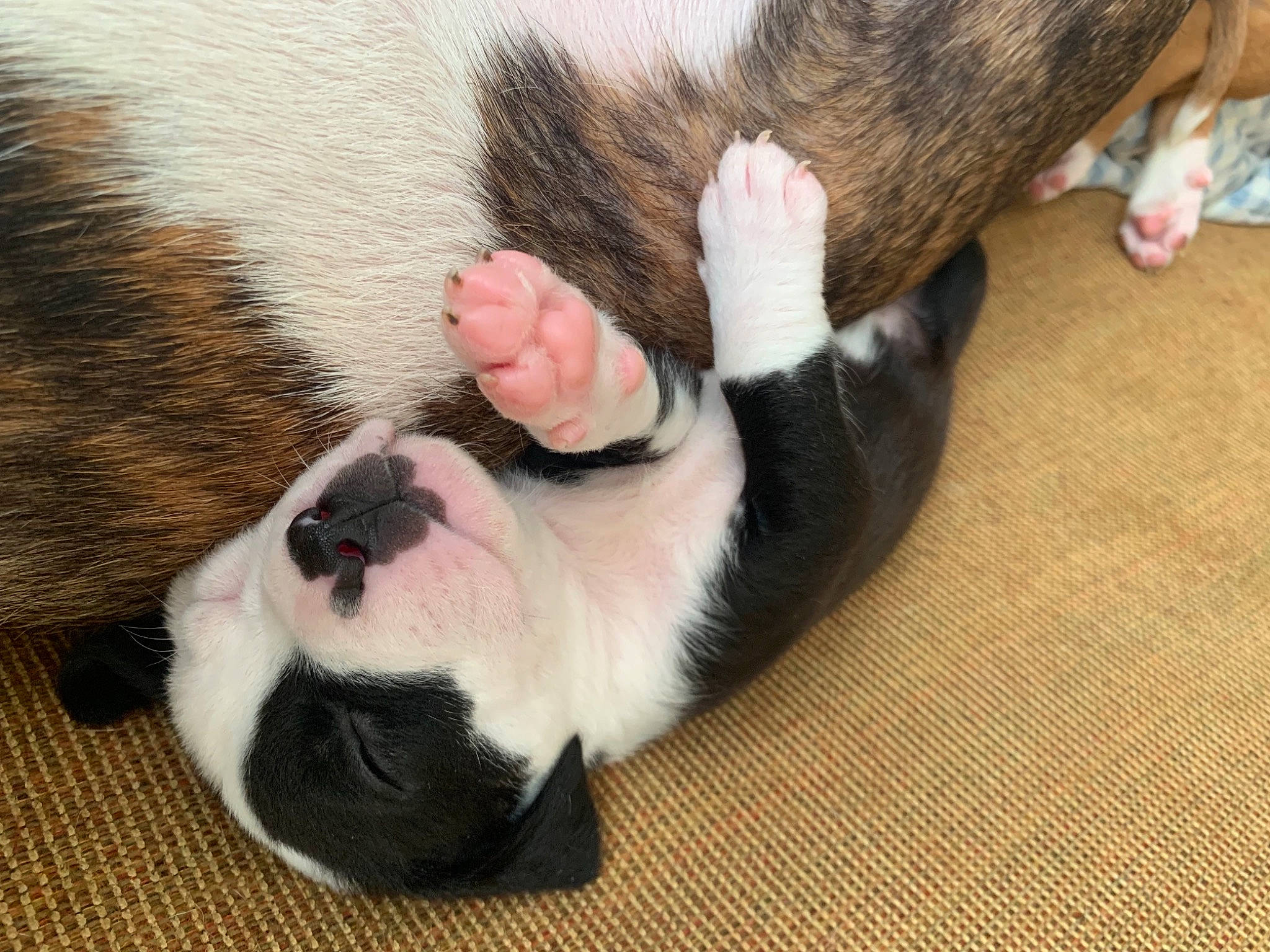 Kahlua Grace is registered to the contest to win money with this photo: carnivore, claw, comfort, companion_dog, dog, dog_breed, ear, eye, fawn, flooring, foot, fur, hardwood, nail, paw, snout, sporting_group, tail, whiskers, wood