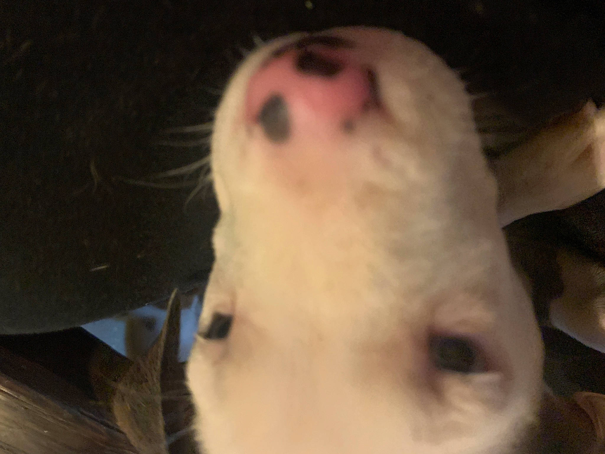 Leilani is registered to the contest to win money with this photo: canidae, dog_breed, ear, eye, fawn, head, mouth, nose, snout, whiskers