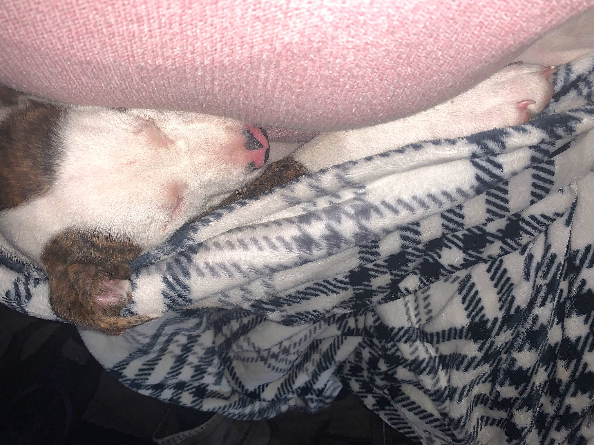 Leilani joined the competition — help win amazing prizes! baby, boston_terrier, canidae, carnivore, cat, child, felidae, fur, hand, kitten, leg, love, nap, non_sporting_group, nose, puppy, puppy_love, sleep, small_to_medium_sized_cats, whiskers