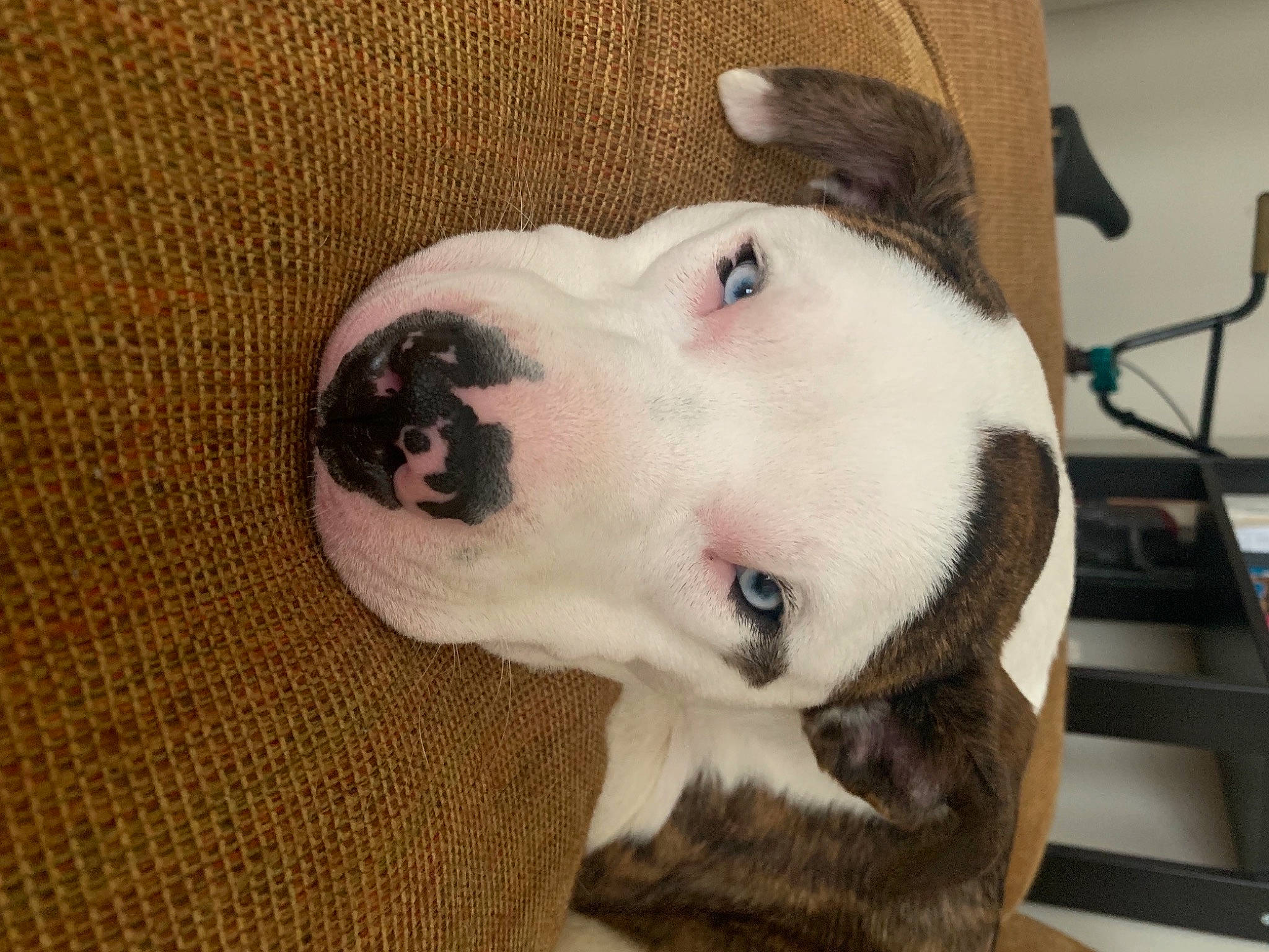 Leilani joined the competition — help win amazing prizes! canidae, carnivore, collar, companion_dog, dog, dog_breed, dog_collar, dog_supply, ear, fawn, fur, head, non_sporting_group, snout, sporting_group, whiskers, working_animal, working_dog