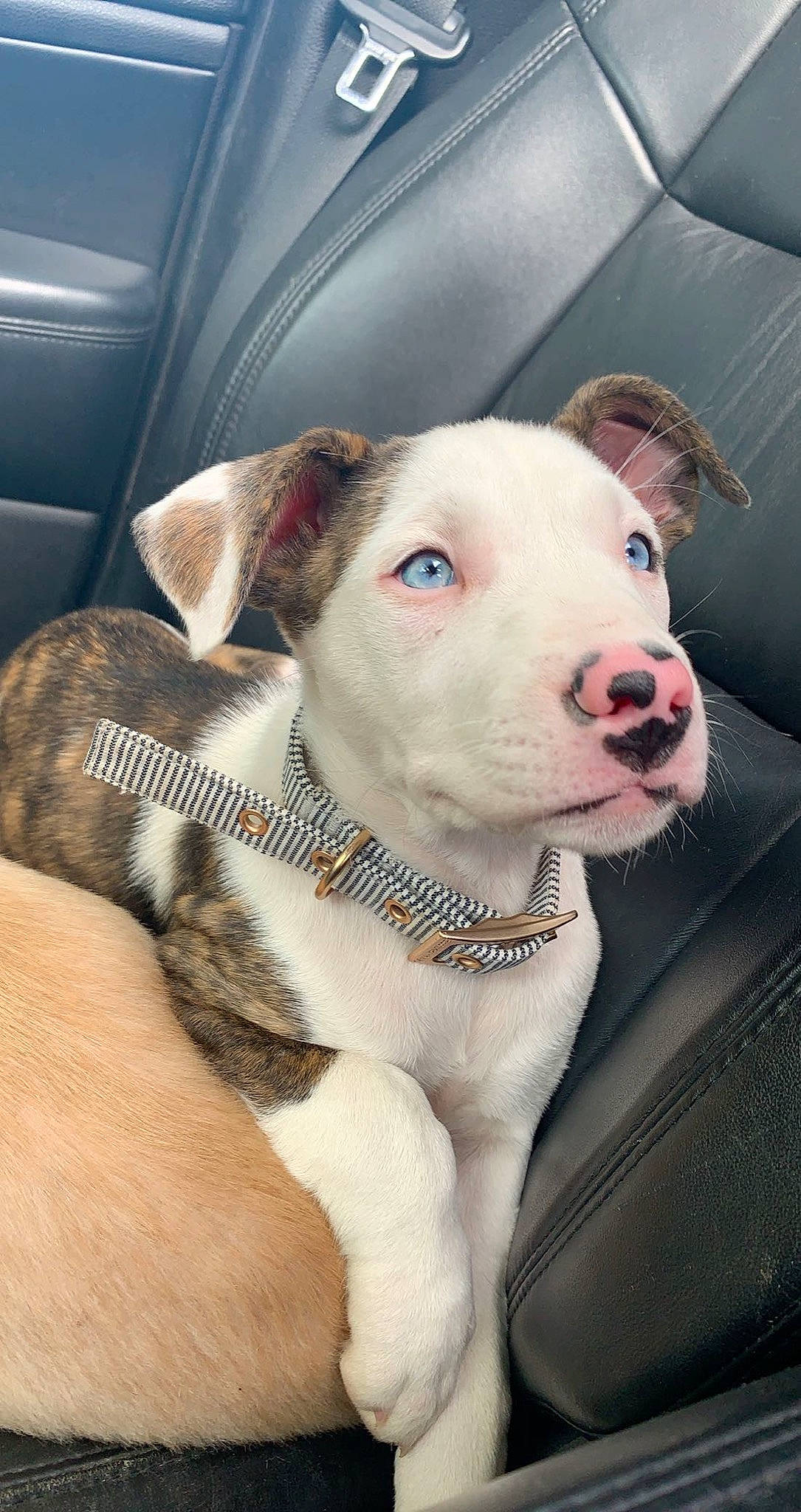 Leilani joined the competition — help win amazing prizes! american_pit_bull_terrier, bull_and_terrier, canidae, carnivore, dog, dog_breed, fawn, mammal, non_sporting_group, old_english_terrier, pit_bull, rare_breed_dog, snout, valley_bulldog, vertebrate