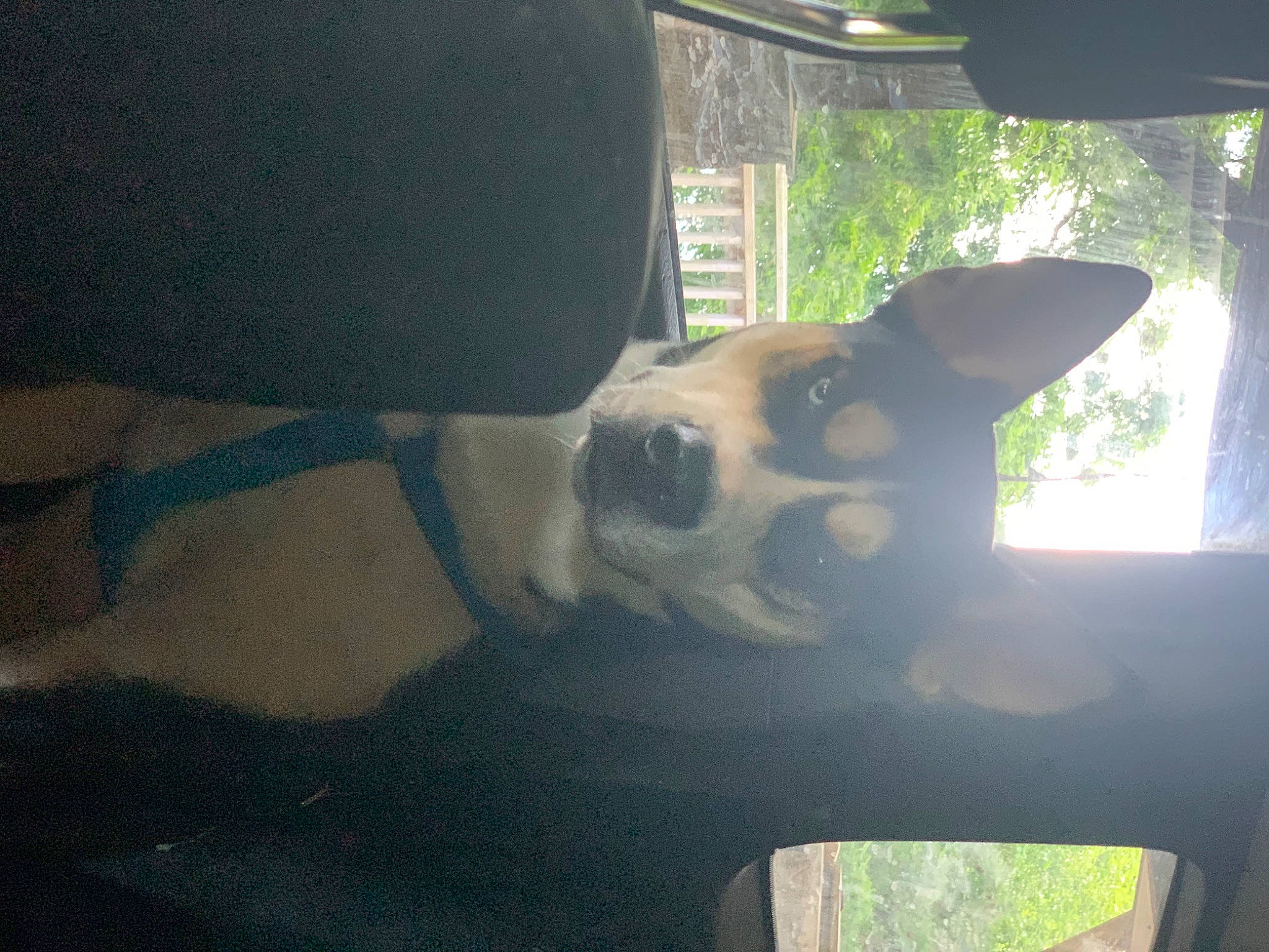 Kaine joined the competition — help win amazing prizes! auto_part, canidae, carnivore, dog, dog_breed, fawn, fox_terrier, jack_russell_terrier, mammal, nose, smooth_fox_terrier, snout