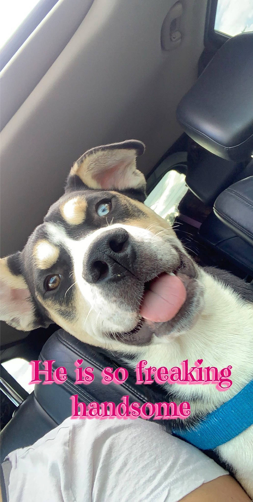 Kaine joined the competition — help win amazing prizes! american_pit_bull_terrier, boston_terrier, canidae, carnivore, dog, dog_breed, ear, jaw, mammal, non_sporting_group, nose, paw, photo_caption, photography, pit_bull, puppy, puppy_love, snout, sporting_group, whiskers