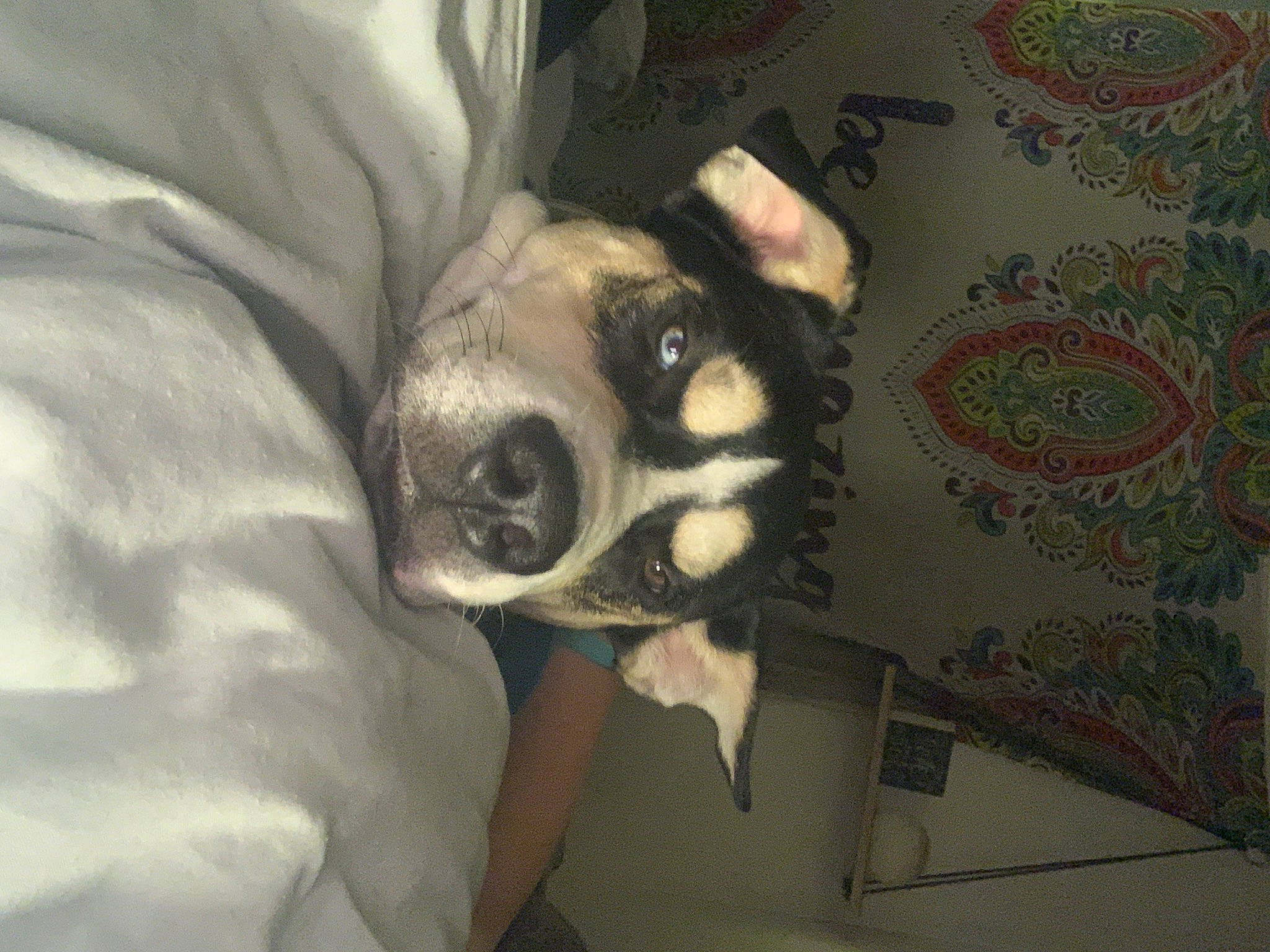 Kaine is registered to the contest to win money with this photo: boston_terrier, canidae, carnivore, companion_dog, dog, dog_breed, fawn, non_sporting_group, snout