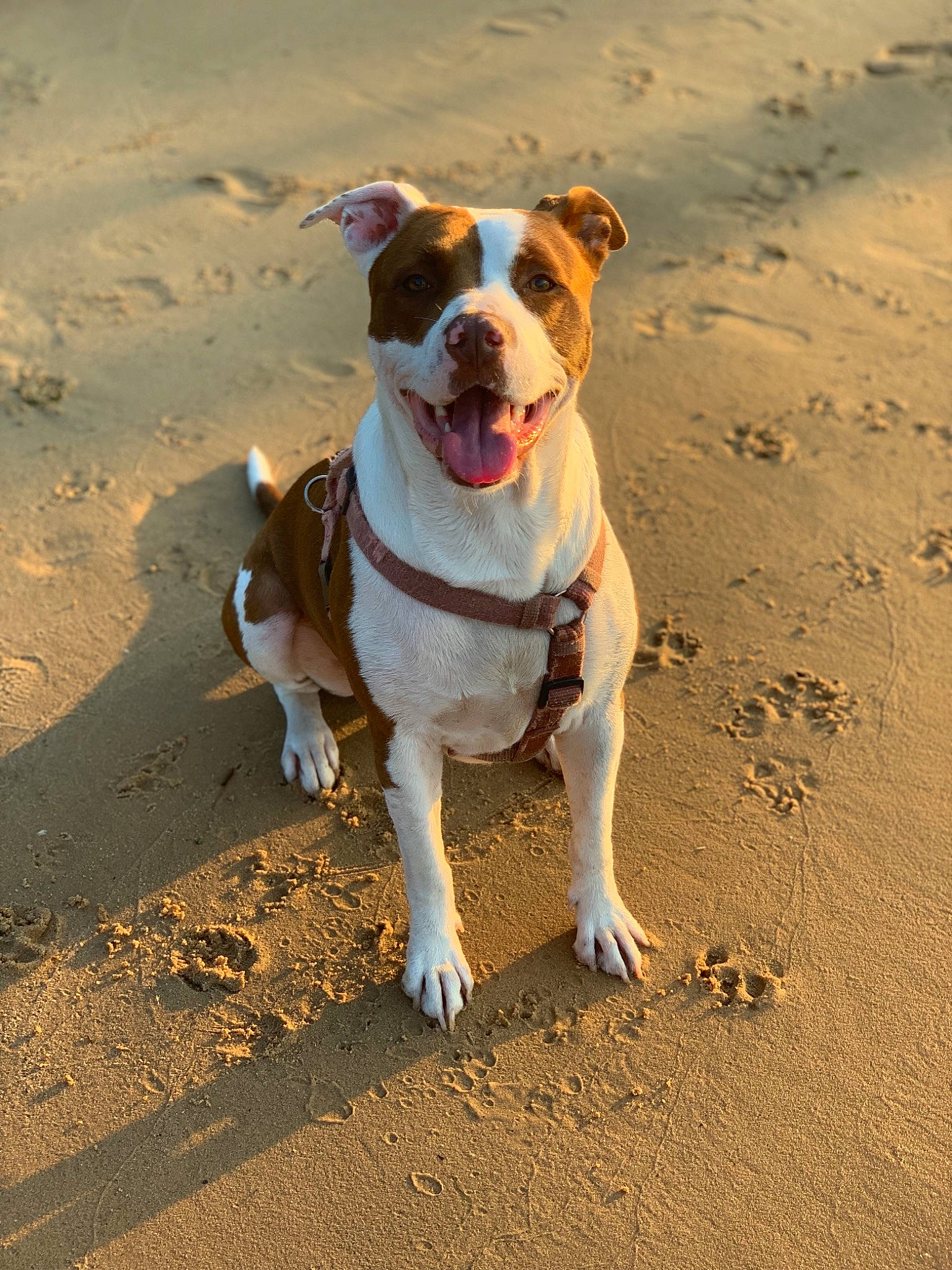 Kona Ice is registered to the contest to win money with this photo: american_bulldog, american_pit_bull_terrier, american_staffordshire_terrier, beach, canidae, carnivore, companion_dog, dog, dog_breed, dog_walking, fawn, mammal, non_sporting_group, olde_english_bulldogge, pit_bull, rare_breed_dog, sand, snout, staffordshire_bull_terrier, terrier