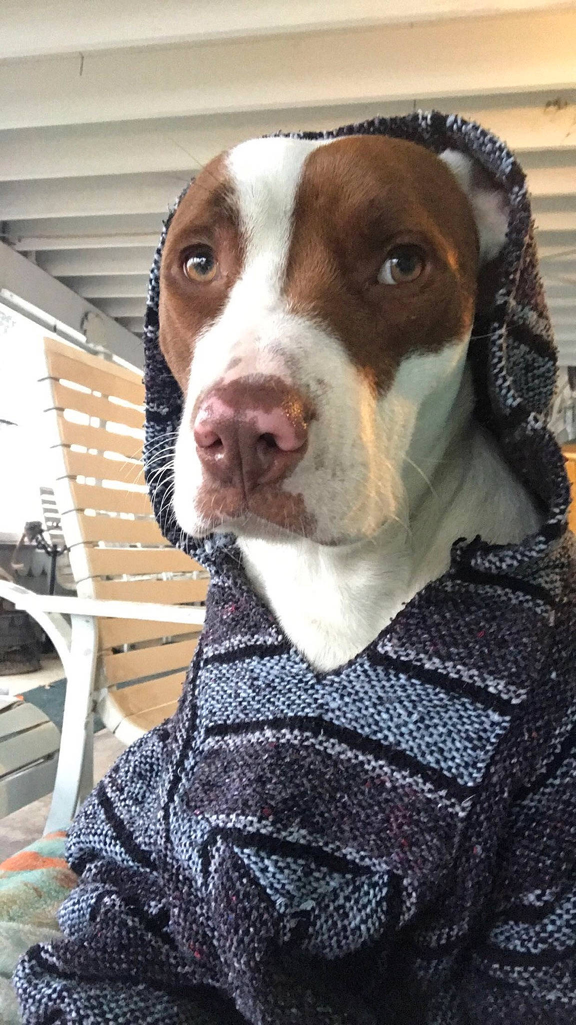 Kona Ice is registered to the contest to win money with this photo: braque_francais, braque_saint_germain, canidae, carnivore, dog, dog_breed, fawn, hunting_dog, mammal, nose, pachon_navarro, pointer, pointing_breed, rare_breed_dog, snout, sporting_group, vertebrate