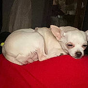 Weezy-Felicia is registered to the contest to win money with this photo: dog, chihuahua, white_dog, pet, sleepy, curled_up, blanket, red_blanket, indoor, cozy, resting, small_dog, animal, cute, ears, face, lying_down, fur, companion, domestic_animal