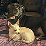 Weezy-Felicia is registered to the contest to win money with this photo: dog, black_dog, small_dog, chihuahua, blanket, indoor, pet, animal, resting, cozy, companion, lying_down, fur, cute, relaxed, home, patterned_blanket, two_dogs, friendship, comfort