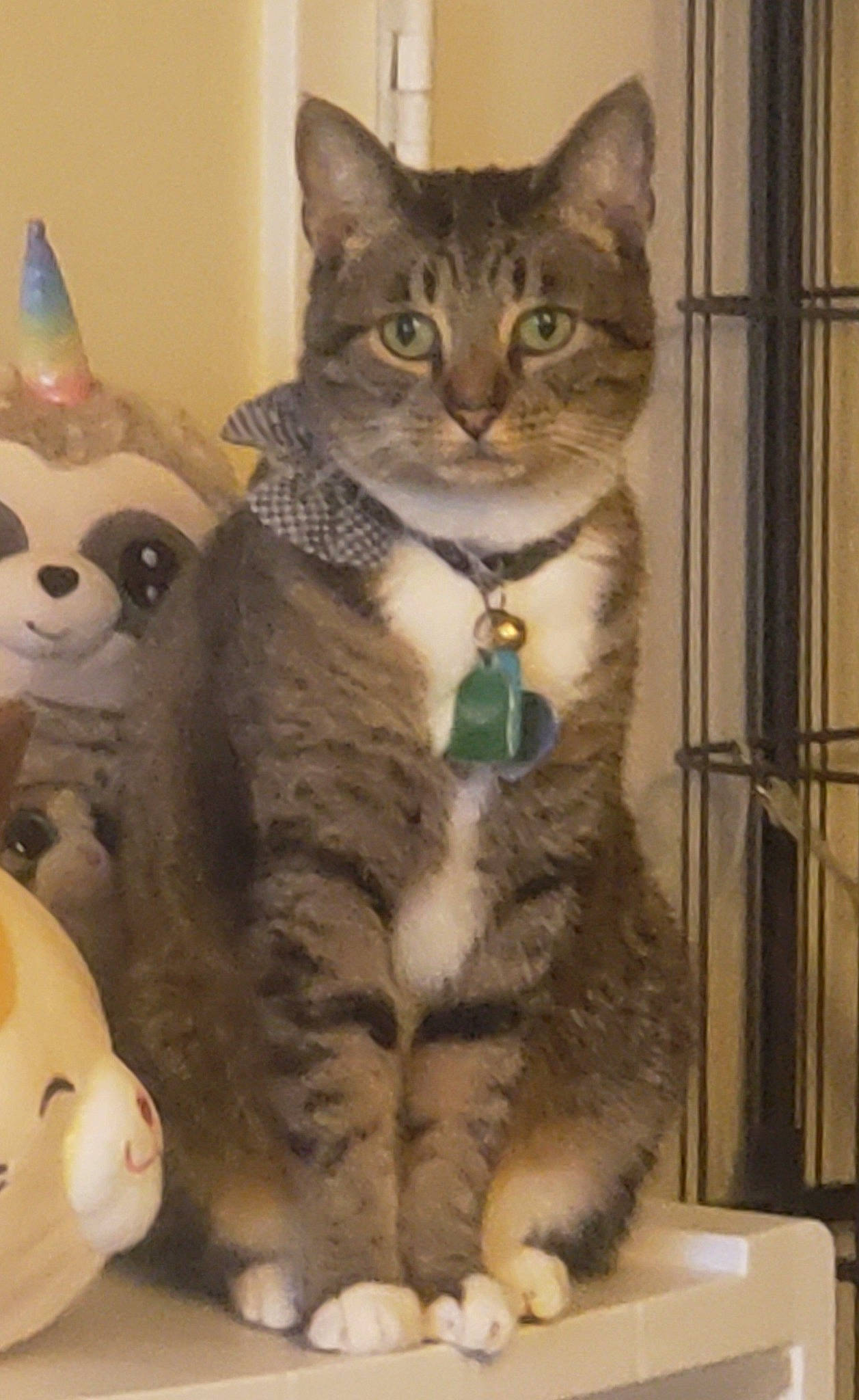 Janelle is registered to the contest to win money with this photo: carnivore, cat, claw, comfort, domestic_short_haired_cat, fawn, felidae, fur, paw, sitting, small_to_medium_sized_cats, snout, tail, toy, whiskers, window