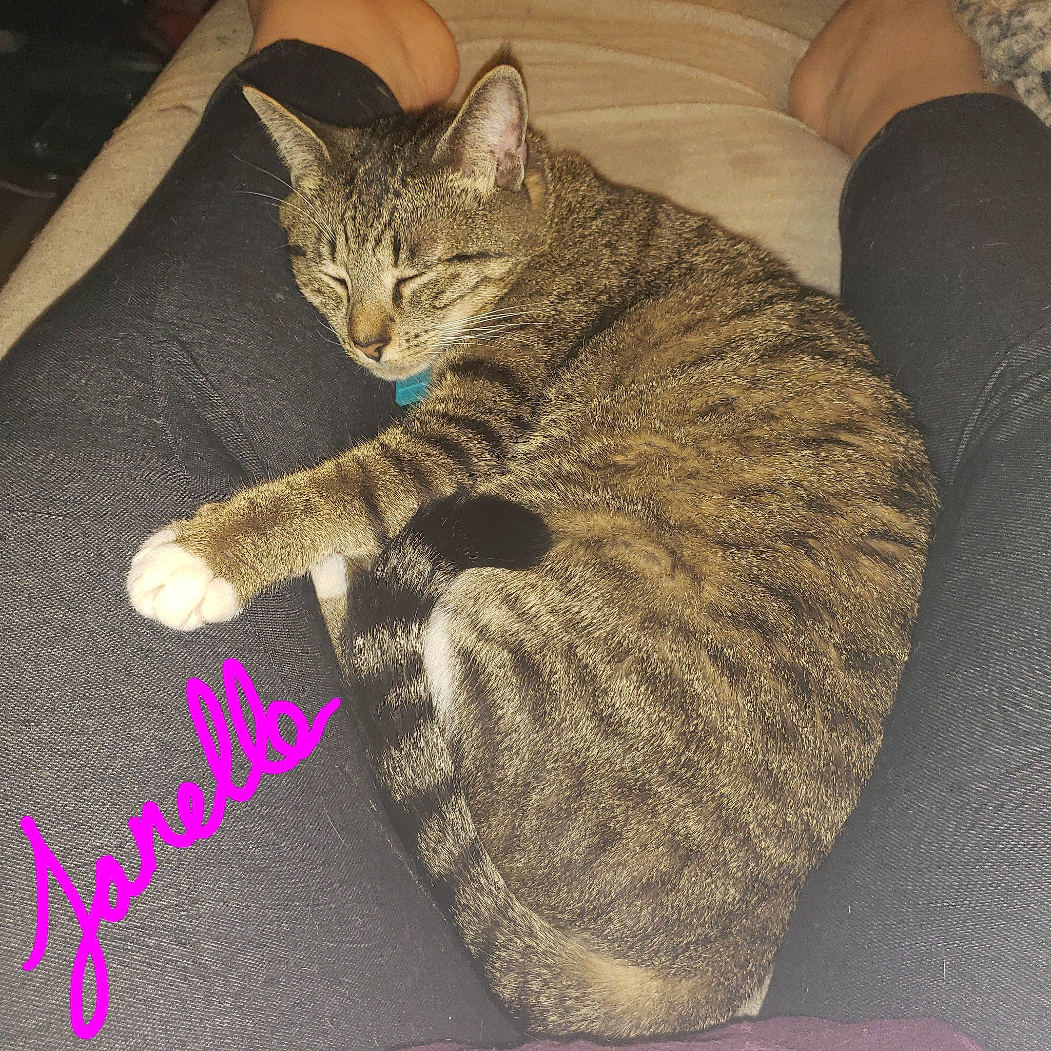 Janelle joined the competition — help win amazing prizes! carnivore, cat, cat_supply, claw, comfort, domestic_short_haired_cat, door, felidae, foot, fur, grey, nap, paw, sitting, small_to_medium_sized_cats, snout, tail, terrestrial_animal, tree, whiskers