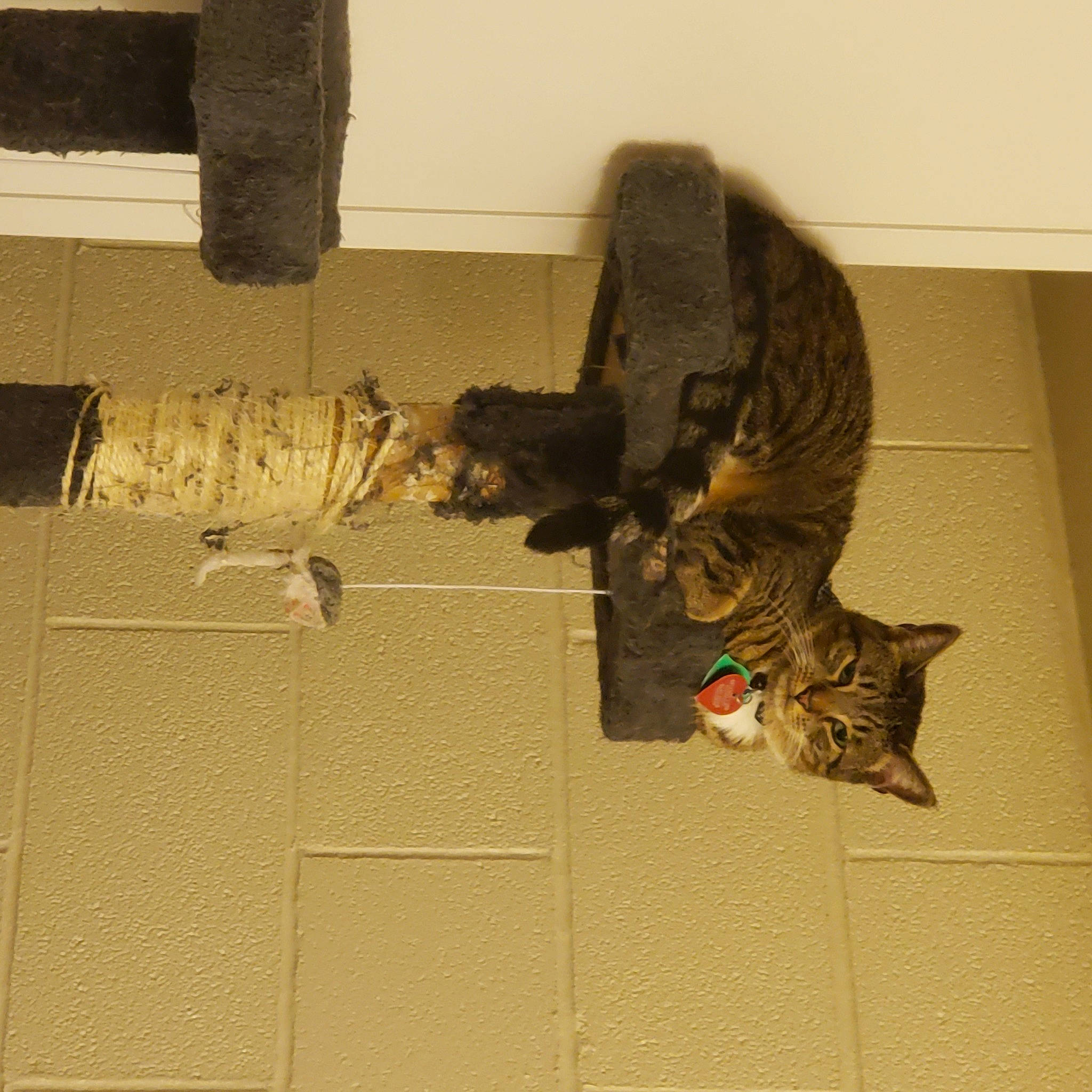 Janelle joined the competition — help win amazing prizes! art, bird_of_prey, bronze, carnivore, cat, felidae, flooring, hardwood, metal, room, sculpture, shadow, shelf, small_to_medium_sized_cats, sporting_group, tail, visual_arts, wood