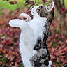 cat, animal, pet, tabby, white_fur, gray_fur, striped, paw, stretching, sitting, outdoor, garden, autumn, foliage, leaves, nature, portrait, close_up, blurred_background, playful