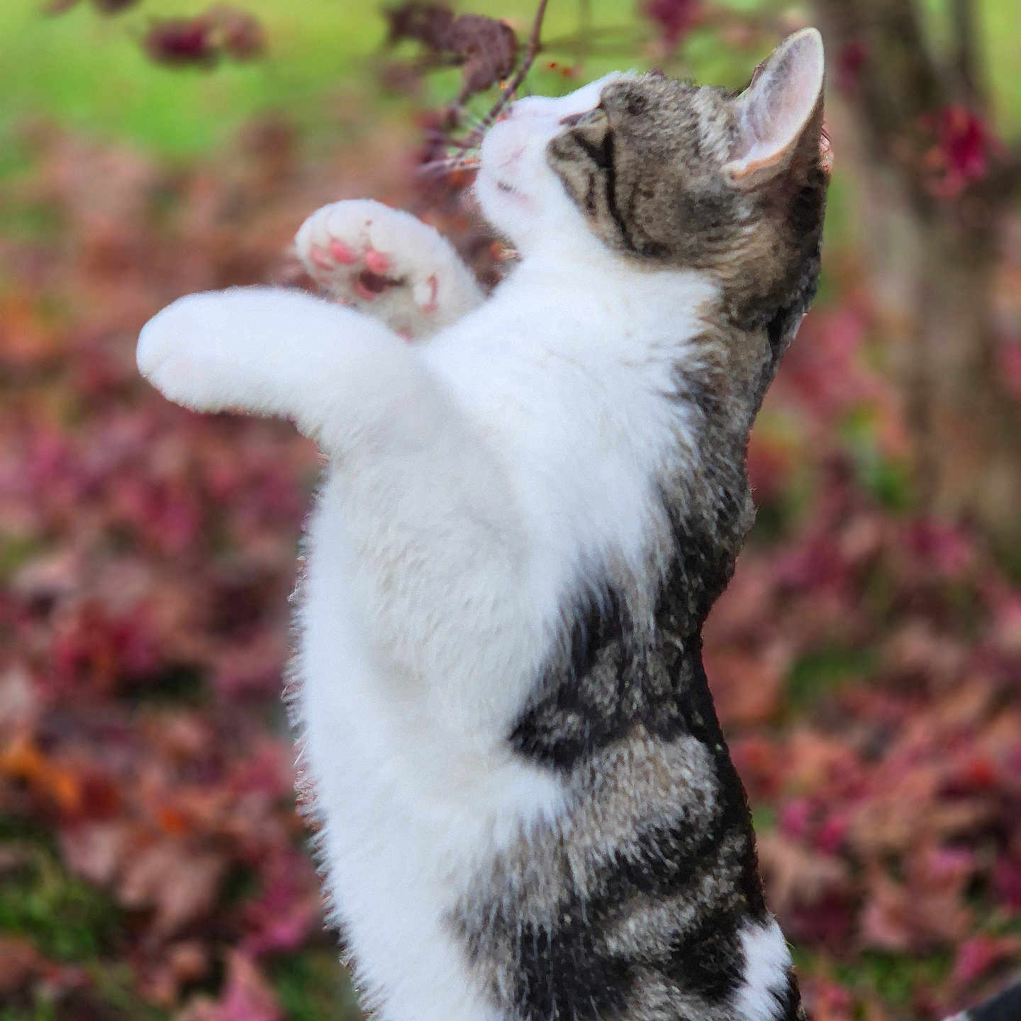 Aureo a rejoint le concours — aidez-le/la à gagner de superbes lots ! cat, animal, pet, tabby, white_fur, gray_fur, striped, paw, stretching, sitting, outdoor, garden, autumn, foliage, leaves, nature, portrait, close_up, blurred_background, playful