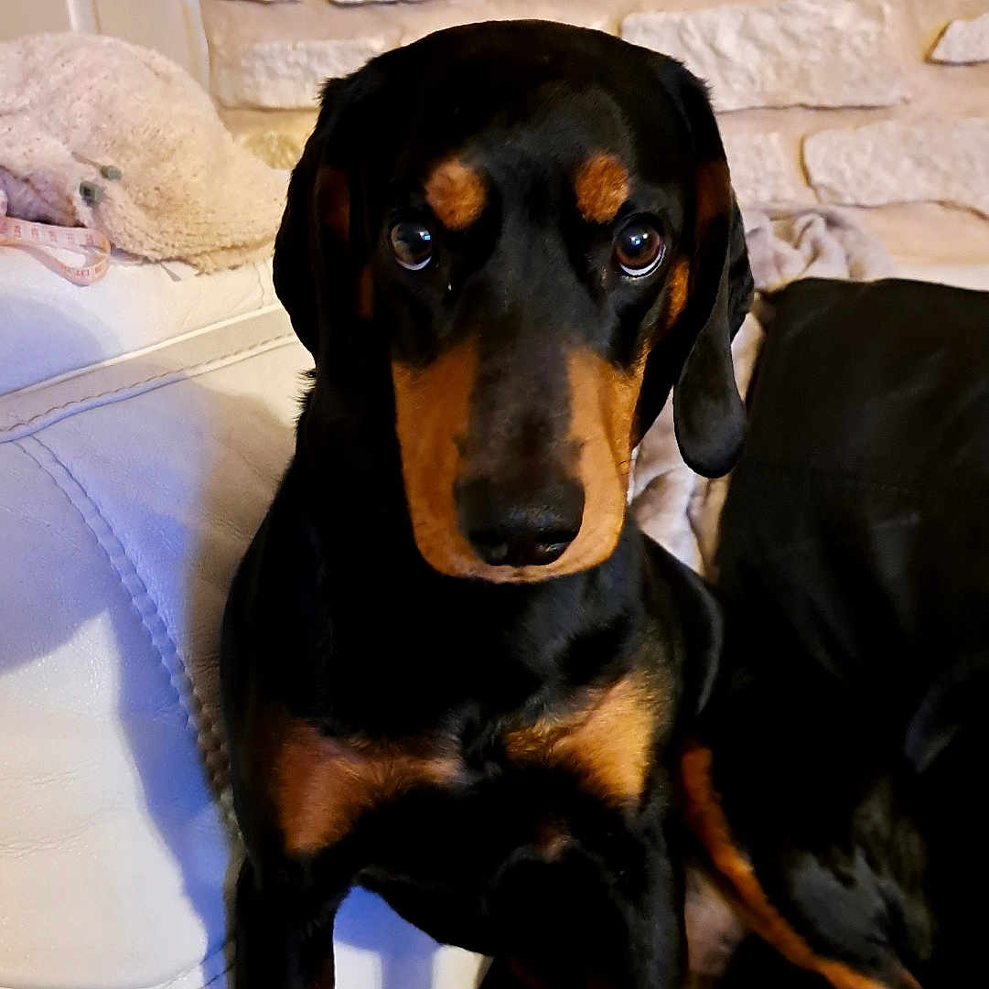 Tasco a rejoint le concours — aidez-le/la à gagner de superbes lots ! dog, pet, indoor, couch, leather, stone_wall, black_and_tan, canine, animal, companion, sitting, looking, ears, face, fur, domestic, portrait, cute, alert, house