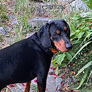 Tasco participe au concours pour gagner de l'argent avec cette photo : animal, black_dog, canine, collar, curious, daylight, dog, flowers, garden, grass, greenery, leaves, nature, outdoor, pet, plants, stairs, stone_path, tan_markings, walking