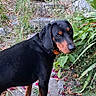 animal, black_dog, canine, collar, curious, daylight, dog, flowers, garden, grass, greenery, leaves, nature, outdoor, pet, plants, stairs, stone_path, tan_markings, walking