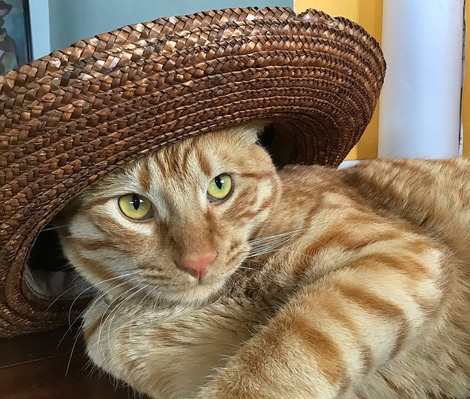 Loki is registered to the contest to win money with this photo: aegean_cat, american_curl, asian, australian_mist, carnivore, cat, domestic_short_haired_cat, dragon_li, european_shorthair, eye, felidae, fur, hat, headgear, mammal, ocicat, pixie_bob, small_to_medium_sized_cats, tabby_cat, whiskers